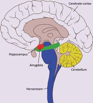 Mutatie Een mutatie is een verandering van één of meerdere bouwstenen (nucleotiden) in het DNA. Bij een enkele verandering kan een A bijvoorbeeld veranderd zijn in een T.