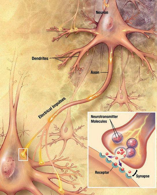 Een afbeelding van goed werkende neuronen (hersencellen) en synapsen (de plek waar verbinding tussen de neuronen wordt gemaakt). Dit zijn processen die verstoord kunnen raken door een mutatie.