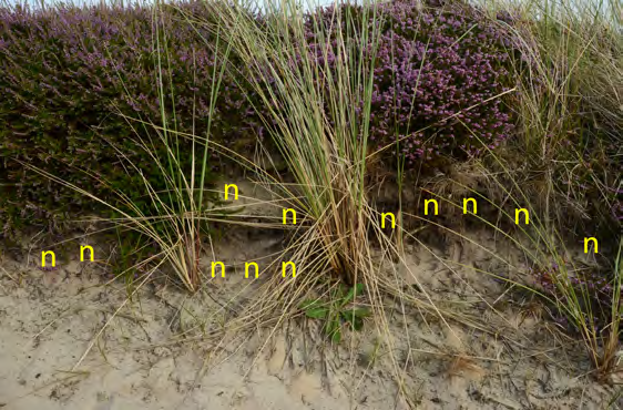 Rond dit wandelpad door de duinen van Vlieland nestelen onder andere grote zijdebij en zwart-rosse zandbij. gisch groenbeheer.