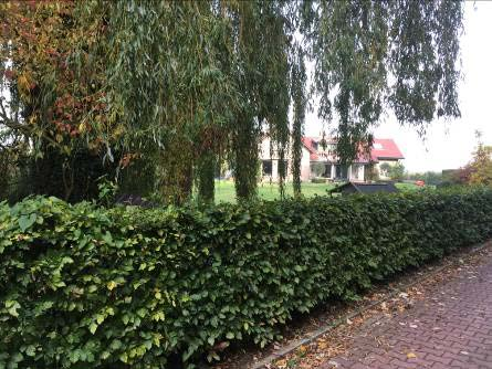 Aan de zuidzijde, de straatzijde, staat reeds een lage geschoren haag en enkele solitaire bomen, waarbij op de hoek een beeldbepalende volwassen wilg staat.