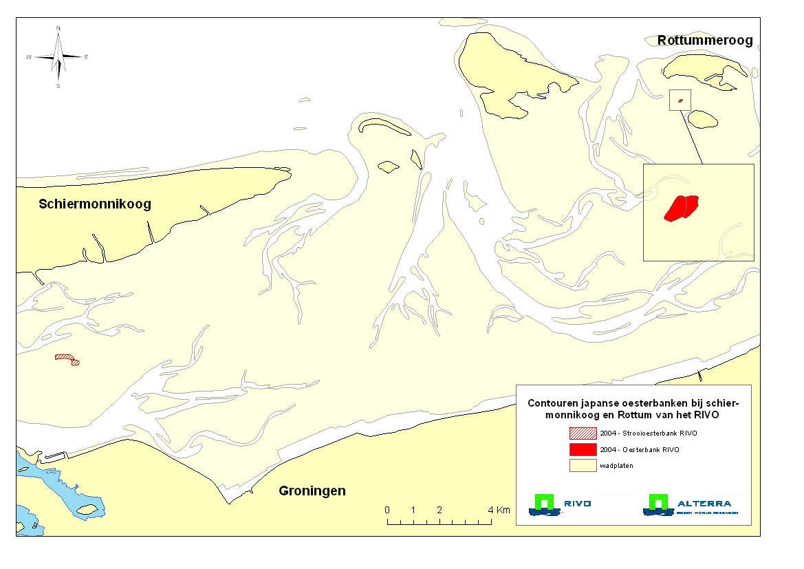 12: Oesterbank bij Rottumeroog 2.3.2. Beschrijving van oesterontwikkeling op specifieke mosselbanken in de Waddenzee Tijdens bezoeken aan mosselbanken werden
