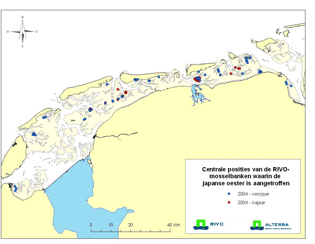 Rapport C040/06 pagina 9 van 57 2.1.3 Meldingen op RIVO mosselbanken In het voorjaar worden door het voormalige RIVO de litorale mosselbanken van de Waddenzee in kaart gebracht.