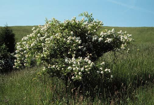 Rosa multiflora