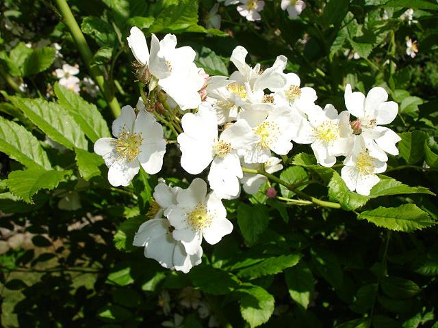 Rosa multiflora Witte