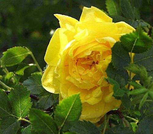 Rosa Persian Yellow