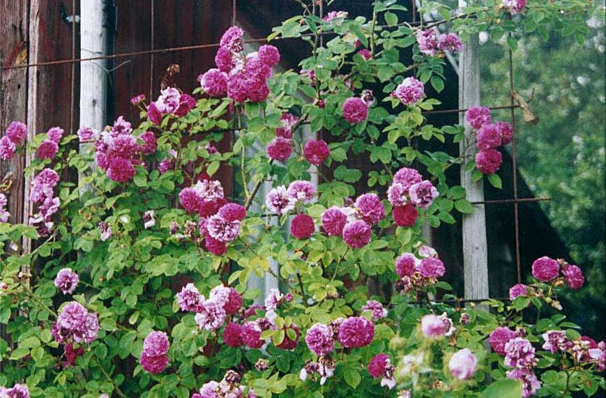 Rosa Russeliana