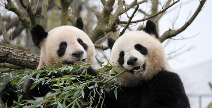 We richten dit jaar een afdelingsdaguitstap per bus in naar het intussen heel bekende park PAIRI DAIZA op pinkstermaandag 5 juni 2017.