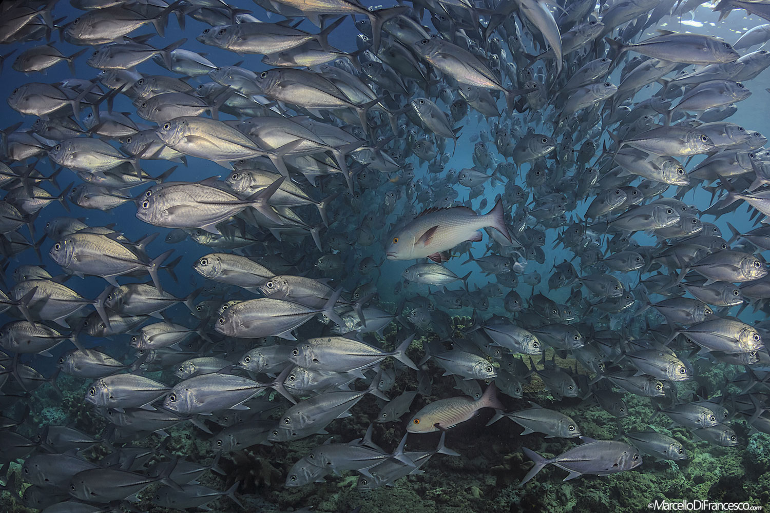 Barracuda Point is nog steeds een van de weinige plaatsen die in de wereld gebleven zijn waar je wervelende scholen jackfish kan tegenkomen.