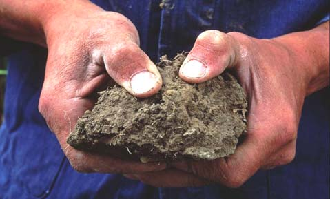 zuurstoftekort minder wortelgroei nat: grond
