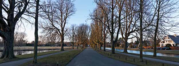 de vrijheidsdreef krijgt nieuwe bomen Uit het onderzoeksrapport van Pius Floris Boomverzorging Amsterdam, 2015 Van de witte paardenkastanjes langs de Vrijheidsdreef (Aesculus hippocastanum, veelal de