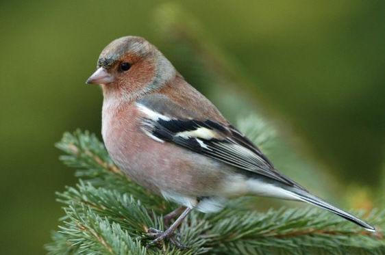 Vink Vinken zijn voornamelijk bosvogels, maar nemen al genoegen met enkele bomen. Het is daardoor de meest voorkomende vogel in Europa.