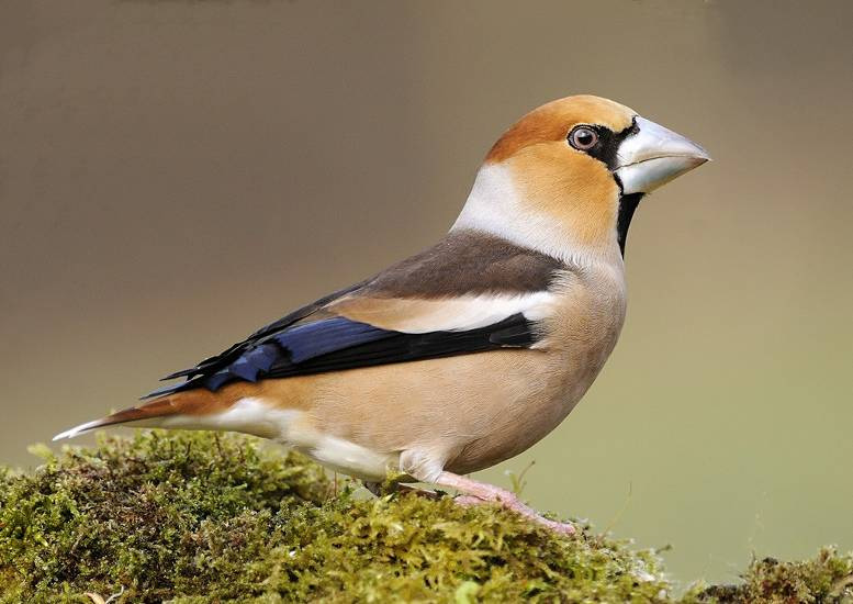 Appelvink De appelvink is in onze contreien een zeldzame vogel. De soort komt oorspronkelijk vooral in rijkere loofbossen voor. Op de Veluwe is de appelvink later ook in dennenbos gaan broeden.