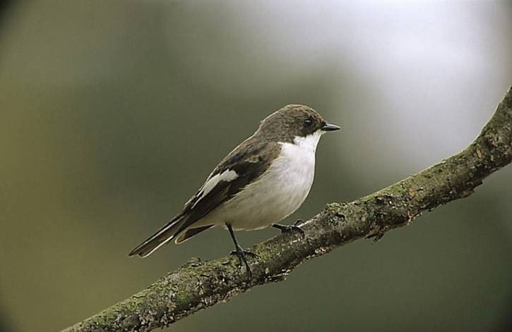 In Brabant is de soort nog steeds minder algemeen dan in het noord-oosten van het land, maar de aantallen nemen langzaam toe. De bonte vliegenvanger broedt graag in nestkasten.