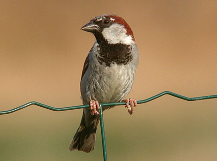 Huismus. Als er één vogel is die met de mens verbonden is, dan is het wel de huismus.