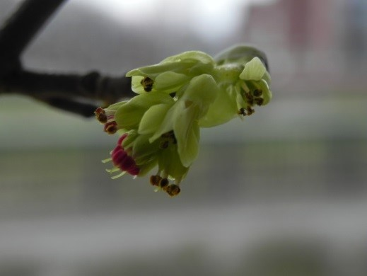 Corylopsis pauciflora = de Schijnhazelaar, bloeit met