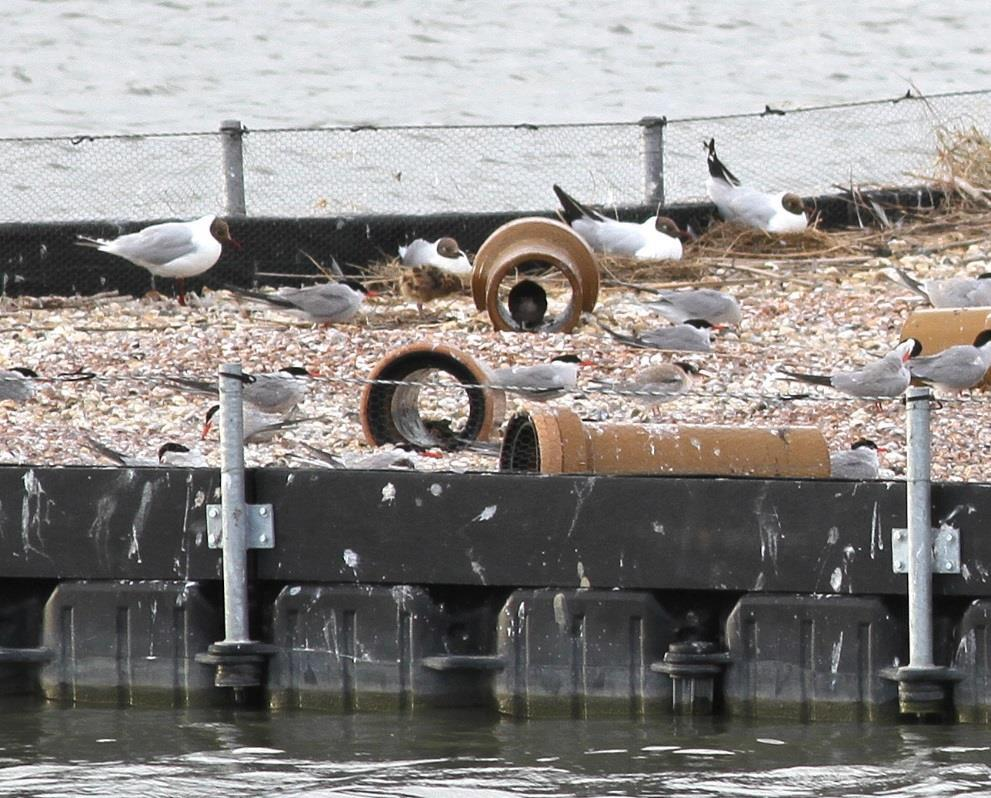 Functioneren kunstmatige eilanden voor visdieven in de Inlaag Oesterput op Noord-Beveland en in de Inlaag Neeltje