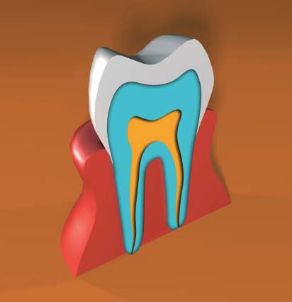 Glazuur Dentine Kroon Hoe is een tand opgebouwd?
