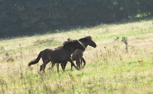 4. PIJLER 1 - NATUUR IN EEN ROBUUST NETWERK en versterken deze door de ligging nabij de EHS het functioneren van ons natuurnetwerk. Daardoor heeft de RodS grote waarde voor het netwerk van natuur.