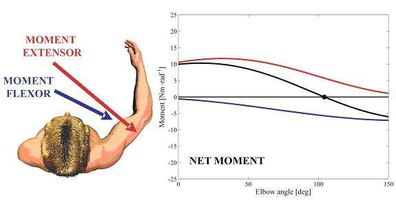 specifieke eigenschappen van spieren, blijken spierkrachten zo aangepast te worden dat de sprong met verstoring redelijk goed wordt uitgevoerd (zie animatie: 3 spiermodel met verstoring.avi).