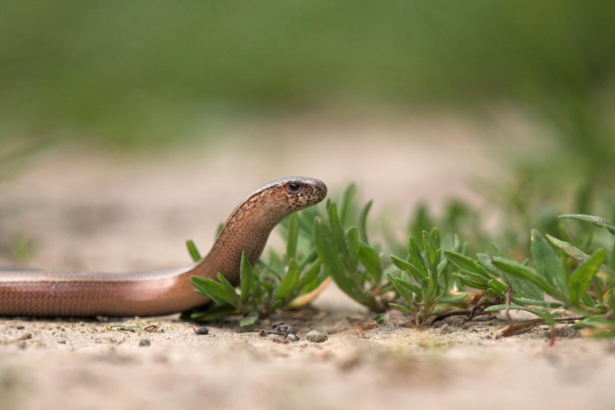 Translocatie reptielen A12 2.1 Hazelworm (Anguis fragilis) Beschrijving De hazelworm is een pootloze hagedis en lijkt daardoor wel op een slang.