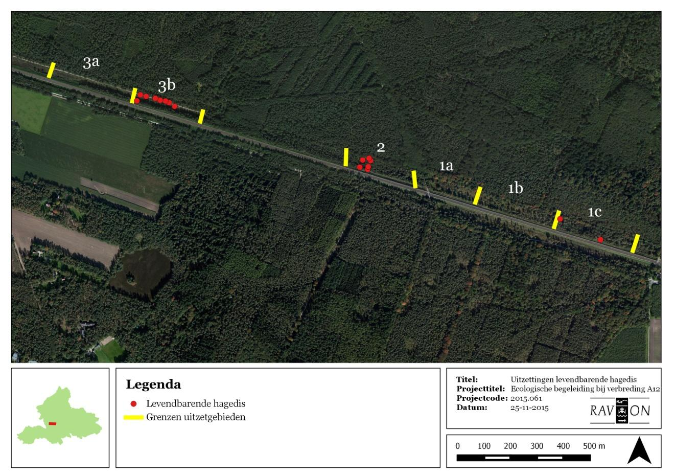 Translocatie reptielen A12 4.6.3 Levendbarende hagedis Figuur 23 toont de uitzettingen van levendbarende hagedissen. Deze hebben uitsluitend langs het spoor plaatsgevonden.