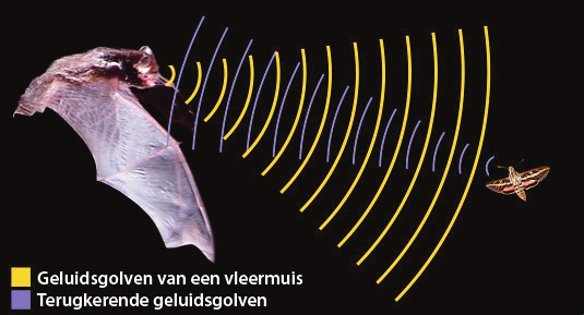 Nuttige insecteneters De vele soorten insecten zorgen voor een heel divers en goed functionerend ecosysteem.