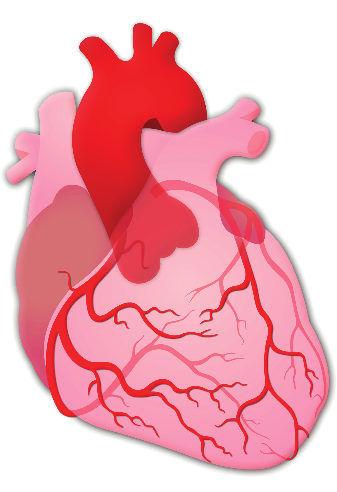 1 KLINISCHE INTERPRETATIE VAN ECG S 1 anatomie en fysiologie van het hart 1.