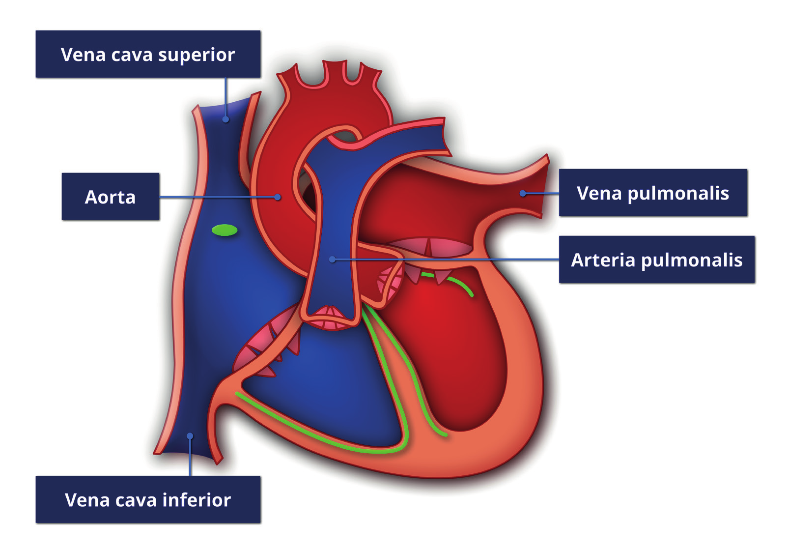 Anatomie en fysiologie van het hart 1 rood bloedlichaampje. In deze capillairen wisselen het bloed en het hartspierweefsel verschillende stoffen uit.