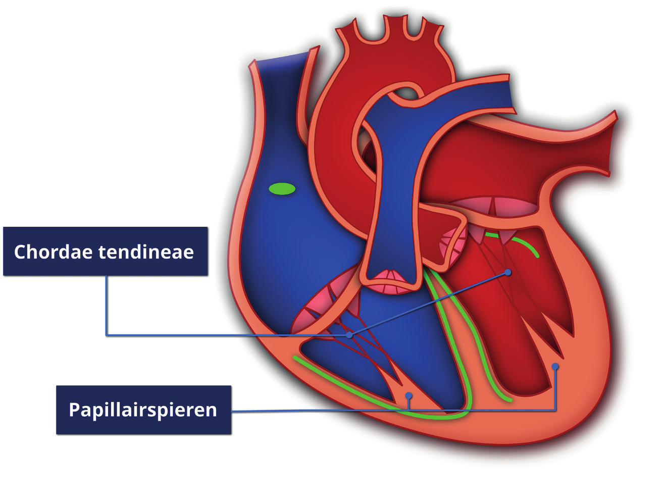 Anatomie en fysiologie van het hart 1 Tricuspidalisklep De tricuspidalisklep bevindt zich tussen het rechteratrium en het rechterventrikel.