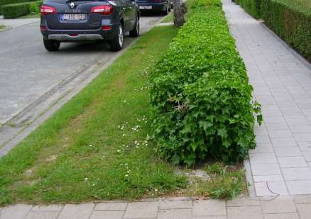 plantvak maken het beheer