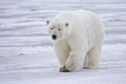Opdracht 3 3. Vragen over de ijsbeer Jij wordt dus de gids van de ijsberen! Verzamel zoveel mogelijk informatie over de ijsberen. Wat moet je doen?