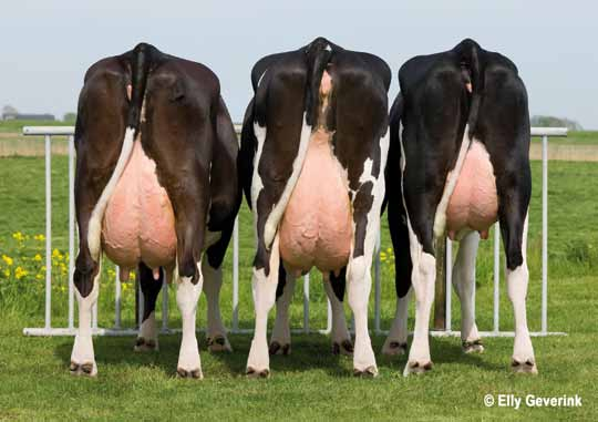 Bedrijfsreportage Melkveebedrijf Van der Wal Op het bedrijf wordt er gestreefd naar een zelfredzame koe, die weinig individuele aandacht vergt.