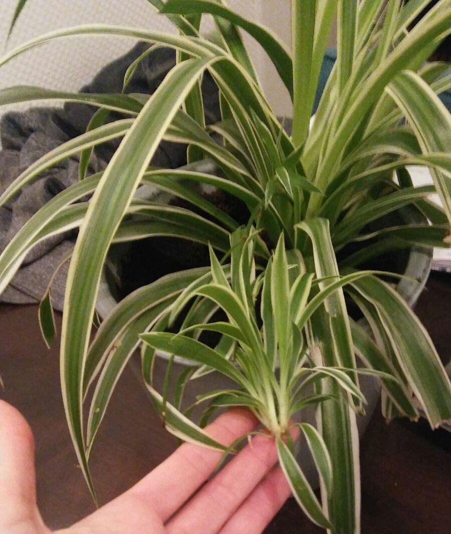 Planten stekken Deze plant de Chlorophytum doet het ook erg goed in de klas.
