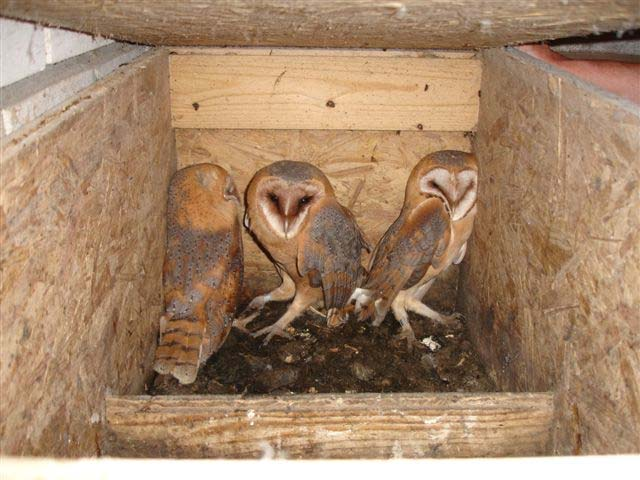 Tijdens een controle op 15 mei verlieten twee volwassen Kerkuilen nestkast 1622. In de kast lag één ei. Ruim een maand later, op 18 juni, was het vrouwtje aanwezig in de nestkast.