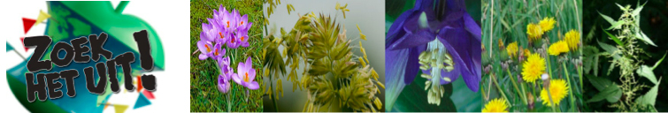 Weektaak 4: Voortplanting Bloemen Bloemen zijn de mooiste onderdelen van een plant. Daarom zetten mensen ze graag in een vaas.