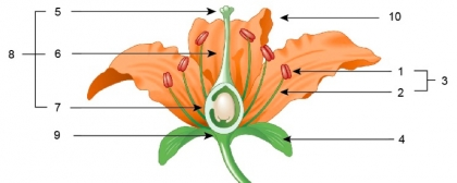 Bloemen zijn de voortplantingsorganen van een plant. Ze zien er vaak verschillend uit, maar bestaan toch meestal uit dezelfde onderdelen.