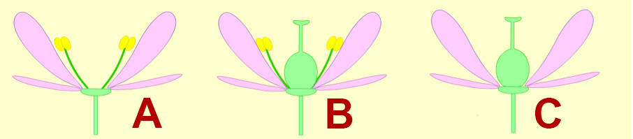 Beschikbare keuzes: Kerkblad, Vruchtbeginsel, Stijl, Meeldraad, Helmknop, Bloembodem, Helmdraad, Stamper, Stempel Bestuiving Windbloemen zien er anders uit dan insectenbloemen.