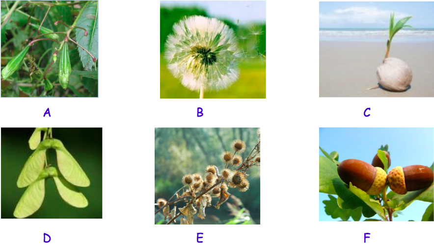 A =Door de plant zelf B =Door de wind C =Door water D