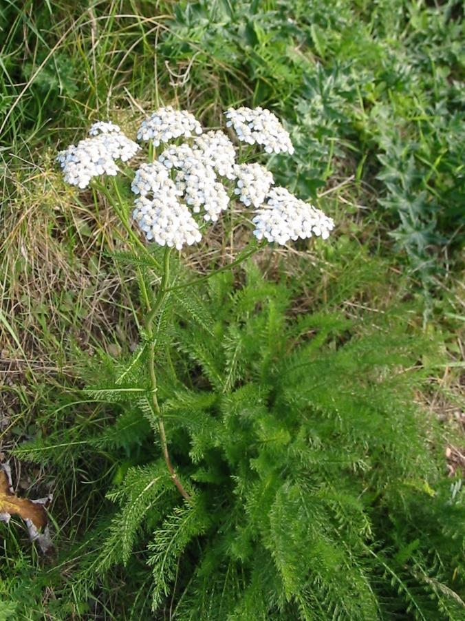 Duizendblad (Achillea millefolium) Duizendblad is een overblijvende plant. De gewone margriet bereikt een hoogte van 15-70 cm.