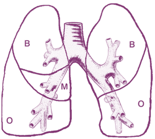4 De ingreep De longen De rechter- en linkerlong bevinden zich in de borstkas, aan weerszijden van het hart. Het gebied tussen beide longen wordt het mediastinum genoemd.