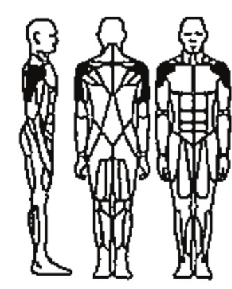 2501 shoulder press Instructies voor de uitvoerende Bovenste schouderspier Triceps Stel de stoel zo in dat hendels op schouderhoogte zitten.