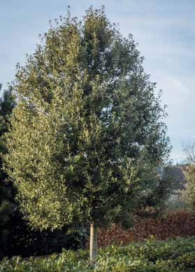 over de in Nederland meest beroemde of beruchte Amerikaanse eik, Quercus rubra. Deze boom is massaal aangeplant in de vorige eeuw en groeit goed en snel, maar heeft ook een aantal nadelen.