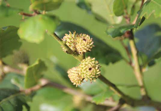 Quercus x hispanica Wageningen - Vrucht Quercus x hispanica Wageningen -