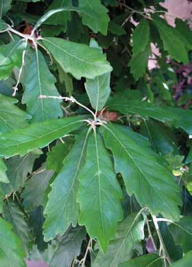 Voldoet volgens De Ruijter beter dan Quercus robur en kan tot vlak aan de