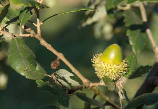 ASSORTIMENT Quercus cerris - Vrucht Quercus ilex - Blad Quercus phellos - Blad zijn langwerpig tot ovaal, donkergroen aan de bovenkant en lichter groen en viltig behaard aan de onderkant.