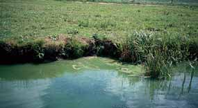 Van helder naar troebel NET ALS IN ONDIEPE WATEREN veroorzaakt een voortschrijdende eutrofiëring (vermesting) een toename van de aantallen witvis, met allereerst een toename van blankvoorn, gevolg