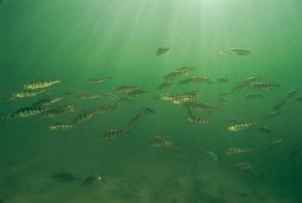 Dit zoöplankton is dus voor de overige vis in voldoende mate aanwezig en kan tot een flink formaat uitgroeien.