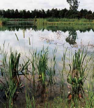 Daarbij kan het diepere water een waardevolle functie vervullen als overwinteringsplaats voor vissen.