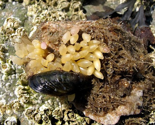 veelvuldig voorkomen van de glanzende tepelhoren was er geen veelbelovend