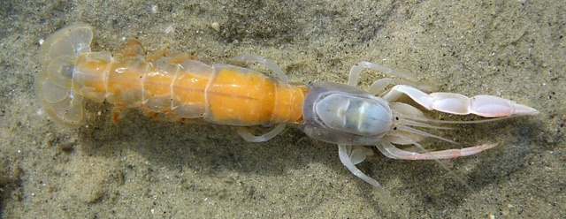 augustus 04 Goudkammetje (Lagis koreni). Geleedpotigen kreeftachtigen Pestarella tyrrhena ( molgarnaal ), foto van website crustacés décapodes macroures Noordzeekrab (Cancer pagurus). Algemeen.